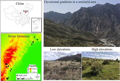 Plant community assembly is jointly shaped by environmental and dispersal filtering along elevation gradients in a semiarid area, China